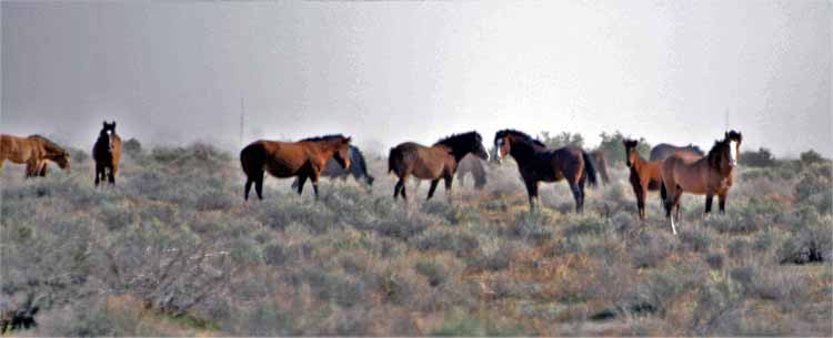 mustangs